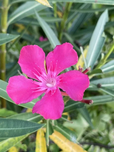 Красива Рожева Квітка Норіуса Або Квітка Бухти Троянд Саду — стокове фото