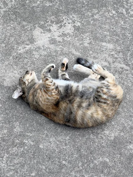Zbliżenie Kot Cementowej Podłodze — Zdjęcie stockowe