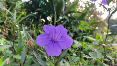 Ruellia tüberosa çiçeği doğa bahçesinde