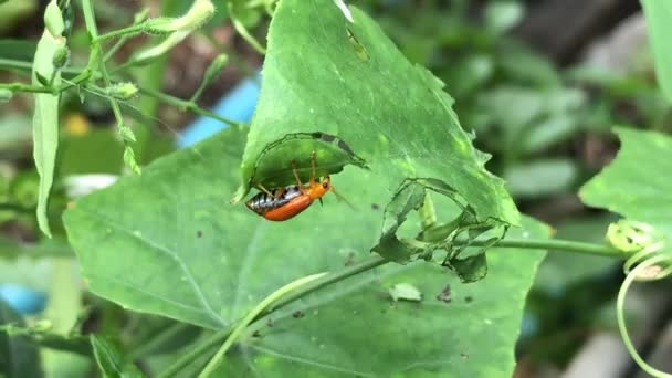 Close Ladybug Green Leaf — Stock Video