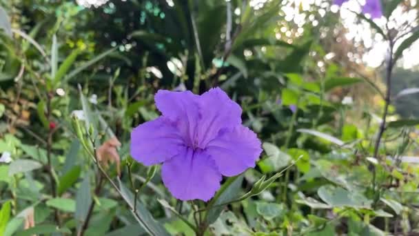 Ruellia Tuberosa Λουλούδι Στον Κήπο Της Φύσης — Αρχείο Βίντεο