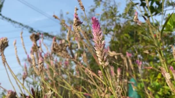 Çelozya Arjantin Çayı Horoz Ibiği Yünlü Çiçek — Stok video