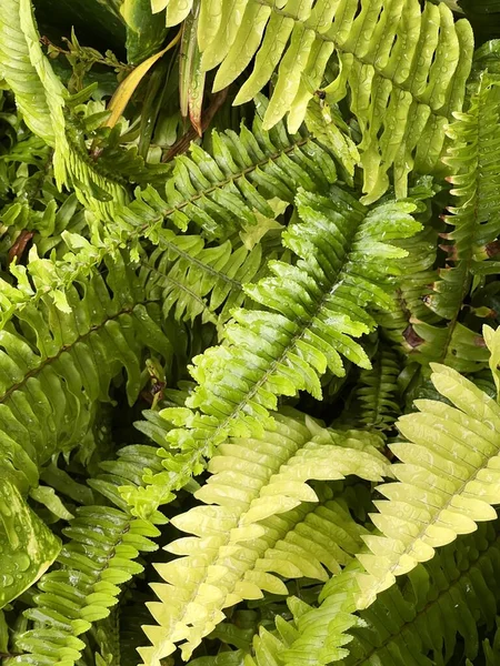 Πράσινα Φύλλα Χλωρίδα Και Φύλλωμα Nephrolepis Cordifolia — Φωτογραφία Αρχείου