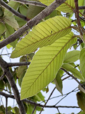 yeşil Dipterocarpus alatus ormandaki bir ağacın yaprakları