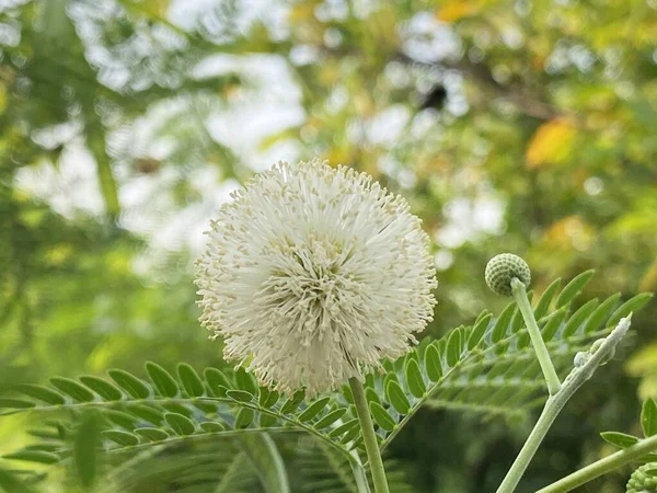 Leucaena Glauca Kwiat Ogrodzie Przyrody — Zdjęcie stockowe