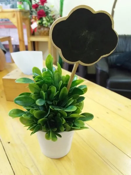 桌上的绿色植物 — 图库照片