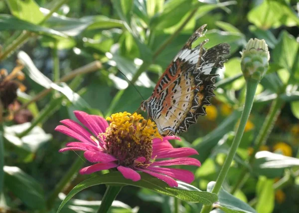 Hermosa Mariposa Una Flor — Foto de Stock