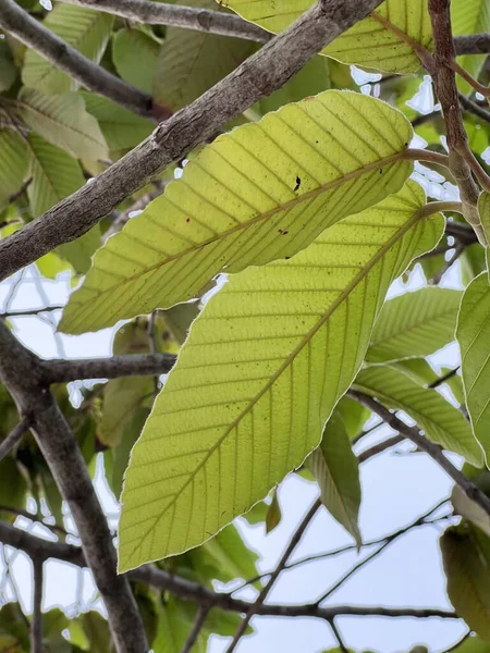 Verde Dipterocarpus Alatus Hojas Árbol Bosque — Foto de Stock