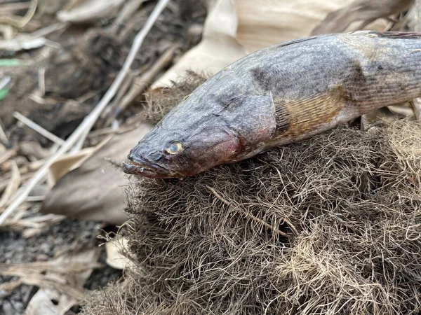 stock image close up Goby fish on the ground