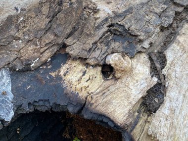 Doğal desenli eski ahşap doku.