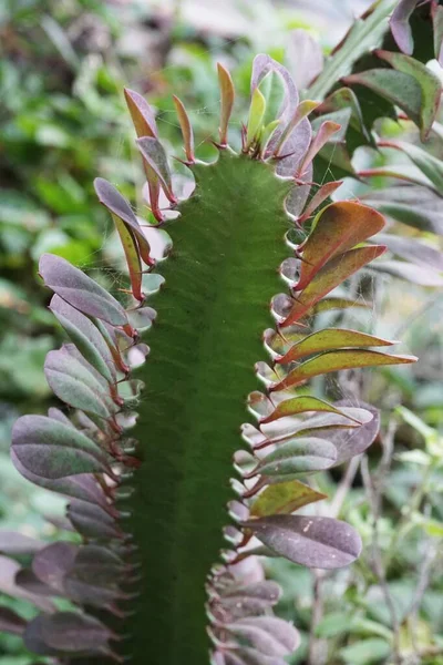 Egy Kaktusznövény Euphorbia Antiquorum Bezárása — Stock Fotó