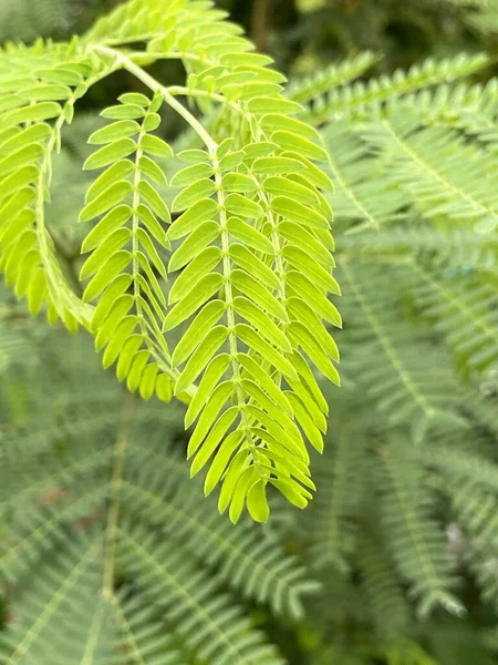 Зелене Листя Папороті Лейкени Лісі — стокове фото