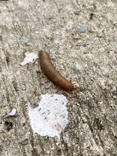 Close Slug Ground — стоковое фото