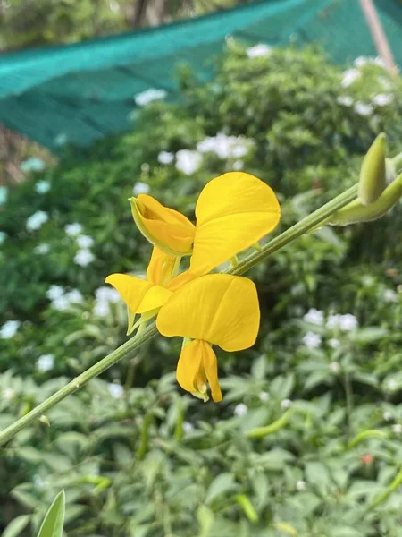 Piękny Żółty Słoneczny Konopi Lub Crotalaria Kwiat Juncea Ogrodzie — Zdjęcie stockowe