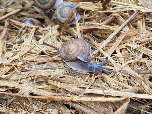 Escargot Sur Une Herbe Sèche — Photo