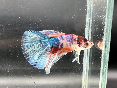 Sudaki betta balığı