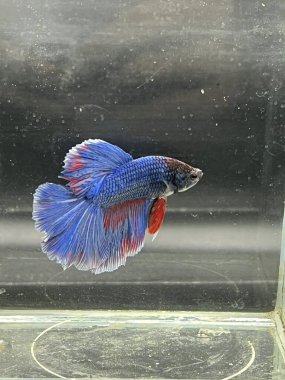 Siyam bahsi denizlerde parlıyor.