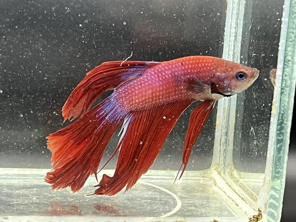 Vacker Röd Betta Fisk Akvariet — Stockfoto