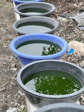 Moina 'yı yetiştirmek için yeşil klorella suyu.