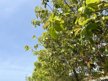 Ormandaki bir ağacın yeşil Euphorbia Heterofilla yaprakları