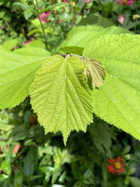 Doğa bahçesinde yeşil yaprak
