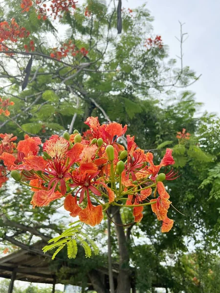 Belas Flores Flam Boyant Vermelho Jardim — Fotografia de Stock