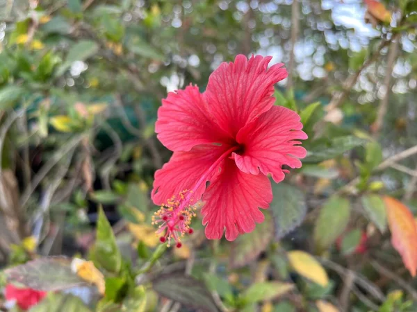 Bahçedeki Güzel Pembe Amber Çiçeği — Stok fotoğraf