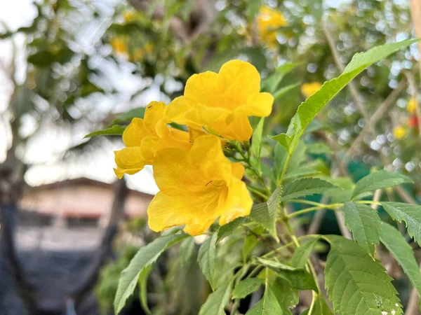 Κίτρινο Tecoma Stans Λουλούδια Στον Κήπο — Φωτογραφία Αρχείου