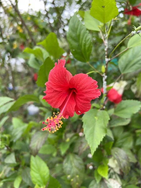 Fleur Hibiscus Rouge Dans Jardin — Photo