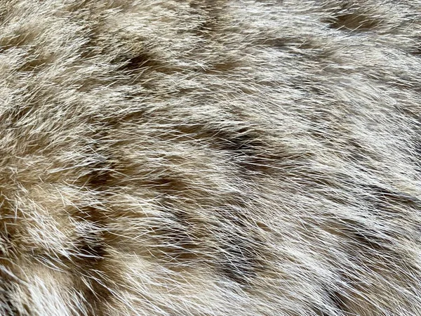 Close Fur Texture — стоковое фото