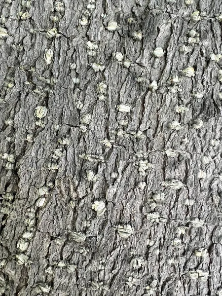 Fechar Textura Casca Árvore — Fotografia de Stock