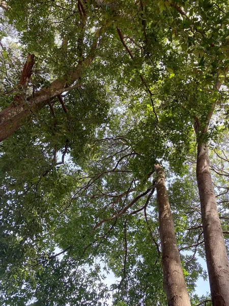 Árboles Verdes Bosque Chachoengsaotailandia — Foto de Stock