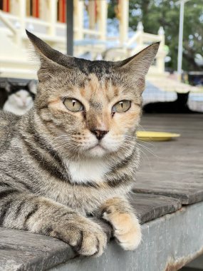 Şirin bir kedinin portresi