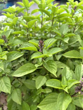 Bahçedeki yeşil bir fesleğen bitkisinin yanına.