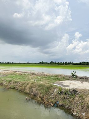 Chachoengsao Tayland kırsalında pirinç tarlası