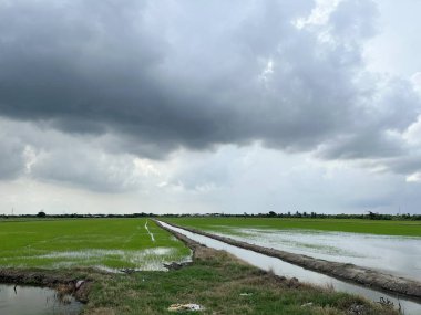 Chachoengsao Tayland kırsalında pirinç tarlası