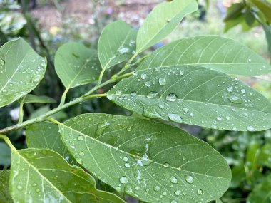 Doğanın bahçesinde elma yaprağı şekeri