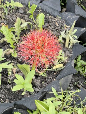 Doğa bahçesinde Scadoxus multiflorus çiçeği