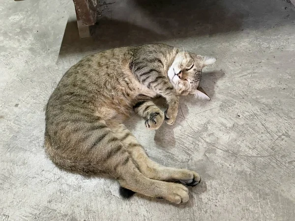 Kedi Yerde Yatıyor — Stok fotoğraf