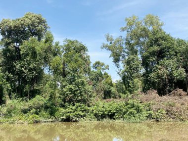 Chachoengsao Tayland 'da bir ormanda yeşil ağaçlar