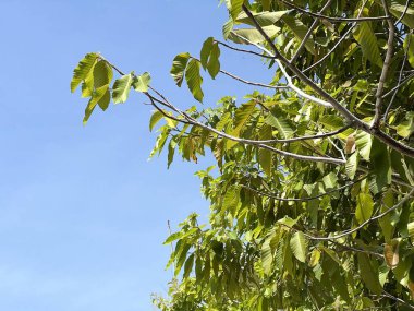 Doğa bahçesindeki dipterocarpus alatus ağacı.