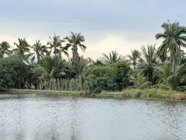 Chachoengsao Tayland 'da suda hindistan cevizi ağaçları