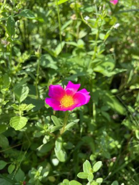 Bahçedeki güzel pembe portulaca oleracea çiçeği