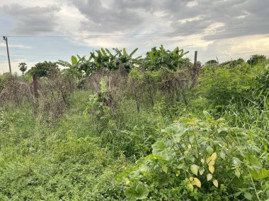 Chachoengsao Tayland 'daki tarlada yeşil çay tarlası
