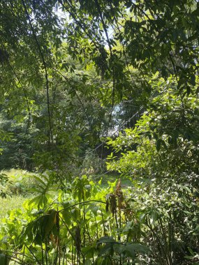 Chachoengsao Tayland 'daki ormanda yeşil yapraklar