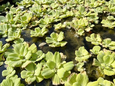 Doğa bahçesindeki su kabının üzerindeki yosunları kapatın.