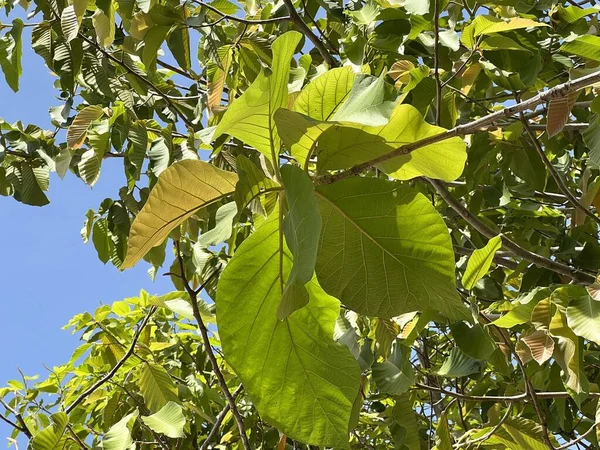 Teak Leaf Nature Garden — Foto de Stock