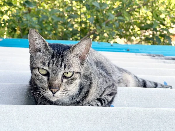 Piękny Kot Siedzi Dachu — Zdjęcie stockowe