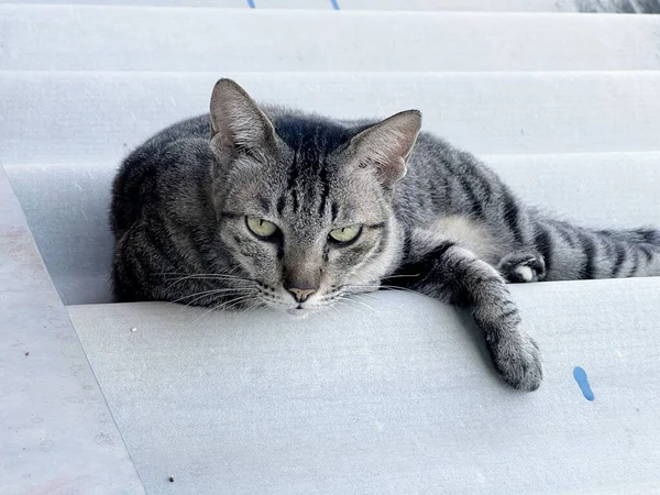 Vacker Katt Sitter Taket — Stockfoto