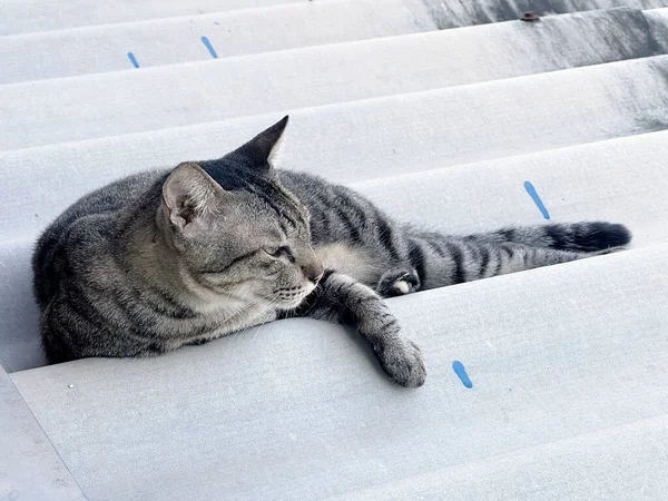 Belo Gato Está Sentado Telhado — Fotografia de Stock